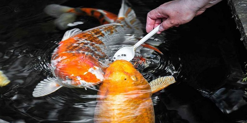 How does the large pellet koi food taste to you? 